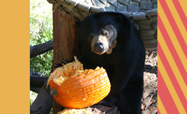 Bear with Pumpkin
